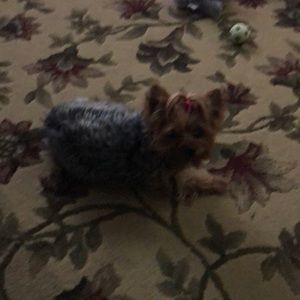 Meet your Posher, Brenda